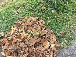 Potret Kucing Jago Menyamar, yang Melihat Kebingungan
