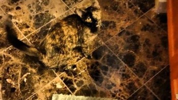 Warna si kucing ini juga sama dengan lantainya Foto: boredpanda