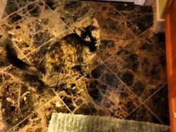 Potret Kucing Jago Menyamar, yang Melihat Kebingungan