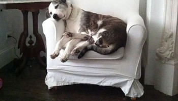 Warna bulu si kucing sama dengan si anjing sehingga tersamar. Foto: boredpanda