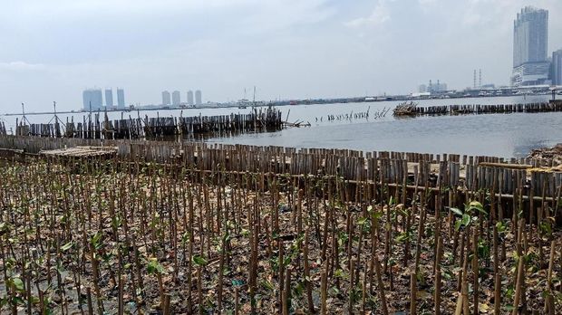 Ribuan mangrove ditanam di Teluk Jakarta