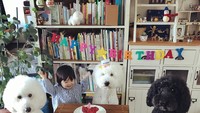 Nah, sekarang giliran Gaku yang ulang tahun pertama. Mame tampak bahagia merayakan ulang tahun anjingnya. Bikin gemas ya Mame yang imut. Foto: Instagram @tamaneqi.qoo.riku