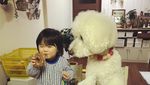 Begini Keseruan Balita yang Sedang Makan Ditemani Ketiga Anjing Poodlenya