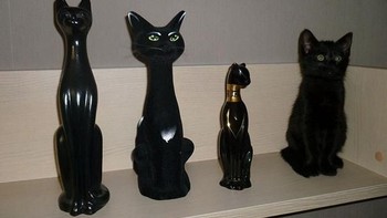 Berjajar dengan piala, mata si kucing juga sama warnanya. Foto: boredpanda