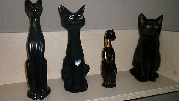 Potret Kucing Jago Menyamar, yang Melihat Kebingungan