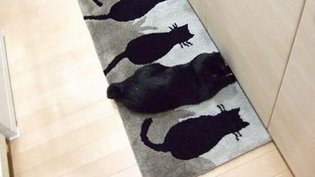 Motif kainnya sama dengan si kucing. Foto: boredpanda