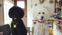  Kedua anjing ini benar-benar menikmati minuman dan camilan yang ada di hadapannya nggak ya? Foto: Instagram @tamaneqi.qoo.riku