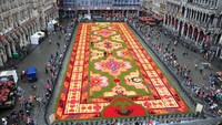 Suasana hamparan karpet 600.000 Bunga Begonia dalam perayaan 50 tahun pekerja Turki yang berimigarsi ke Belgia.