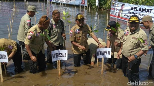 Mensos tanam mangrove