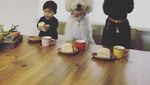 Begini Keseruan Balita yang Sedang Makan Ditemani Ketiga Anjing Poodlenya