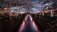 Foto: Di bulan Maret lalu, bunga sakura terlihat menggantung di atas Sungai Meguro. Salah satu tempat melihat bunga sakura terbaik di Tokyo, yang terletak di daerah Nakameguro. Bunga-bunga hanya mekar selama sekitar satu minggu, menandai awal musim semi (Carl Court/CNN Travel)