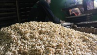 Rumah produksi tempe di Astanahilir ini setiap harinya mengolah 1,2 kuintal kedelai untuk dijadikan tempe. Dari air rebusan kedelai seberat 1,2 kuintal itu, biogas yang diciptakan mampu bertahan 4 hingga 5 jam untuk dipakai memasak. (Foto: Hakim Ghani/detikcom).