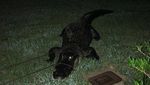 Penampakan Aligator 4 Meter dalam Kolam Renang di Florida