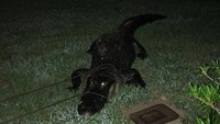 Penampakan aligato di rumput (Foto: Dok. Facebook Sarasota County Sheriffs Office)