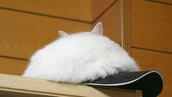Kucing menyamar jadi topi. Foto: boredpanda