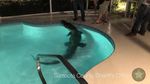 Penampakan Aligator 4 Meter dalam Kolam Renang di Florida