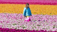 Seorang anak kecil melintasi hamparan bunga yang cantik di Kebun Keukenhof, Belanda.