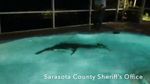 Penampakan Aligator 4 Meter dalam Kolam Renang di Florida