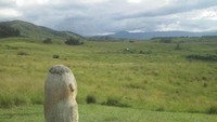 Ada 5 klasifikasi untuk batu megalith. Dimulai dari patung-patung batu, kalamba, tutuna, batu dakon dan bentuk lainnya (Bambang Prijombodho/detikTravel)
