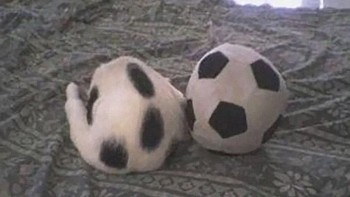 Mirip banget dengan bola. Foto: boredpanda