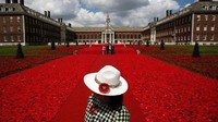 Wisatawan menikmati keindahan bunga di Kebun Poppy di Kota London, Inggris.