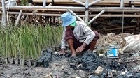 Junaedi menegaskan penanaman mangrove tidak hanya dilakukan di kawasan ini. Pihaknya akan melakukan hal yang sama di wilayah pesisir lain di Jakarta Utara.  (Foto: Eva Savitri/detikcom)