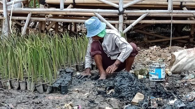 Seorang warga menanam mangrove di lokasi
