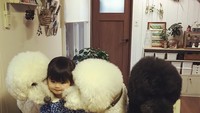 Mame yang sedang memegang cookies ditangannya pun diserbu oleh Riku dan dua anjing poodle peliharaannya. Mamepun tampak senang dan sabar menghadapi anjing-anjing kesayangannya. Foto: Instagram @tamaneqi.qoo.riku