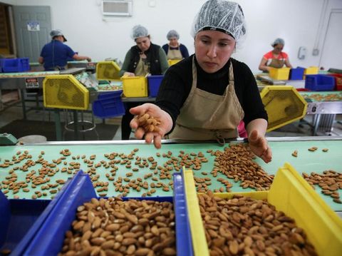 Rosa Martinez sorts and removes imperfect almonds at Capay Canyon Ranch in Esparto, California, U.S. April 2, 2018.  REUTERS/Elijah Nouvelage