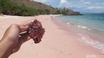 Kapan Kamu ke Pantai yang Pasirnya Pink Ini?