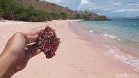 Warna pink pada pasirnya berasal dari koral yang berwarna pink. Koral yang terbawa arus sampai ke pantai dan pecah karena ombak lalu bercampur dengan pasir. Jadilah warna pinknya seperti sekarang ini (Afif Farhan/detikTravel)