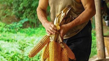 Johnney Deep jadi petani jagung. Foto: Weibo