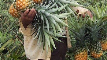 Sebastian Stan, selain berperan sebagai Bucky, dia ternyata seorang petani nanas.  Foto: Weibo