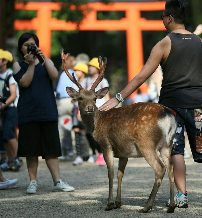 Japanese authorities have issued guidelines for feeding deer roaming the famous Nara Park (AFP)