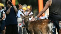 Fakta Rusa di Fakta Taman Nara Jepang yang Lagi Viral