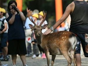 Turis China Menyusut, Wisatawan Taiwan & Korea Jadi Penyelamat Nara