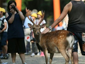 Fakta Rusa di Fakta Taman Nara Jepang yang Lagi Viral