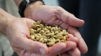 Biji kopi terbaik juga ada di Kolombia. Untuk benar-benar memahaminya, Anda harus ke Eje Cafetero yang terkenal di dunia, atau Coffee Triangle (Lucy Sherriff/CNN Travel)