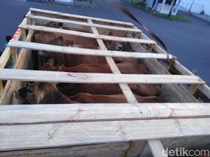 350 Ekor Sapi Perah asal Australia Tiba di Juanda