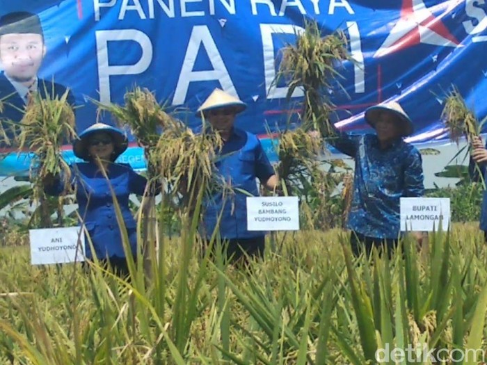 SBY Panen Raya Padi di Lamongan