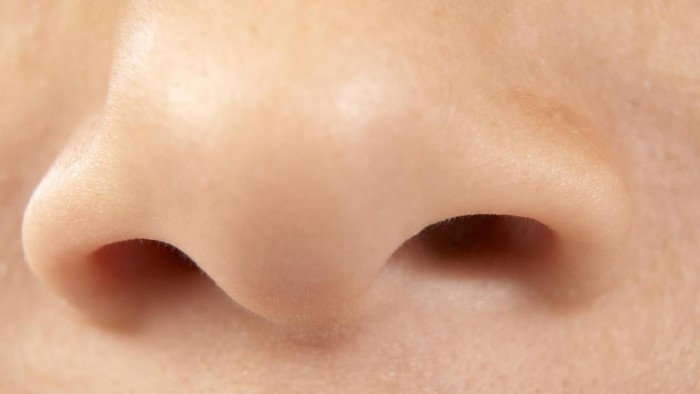 Hidung Hidung