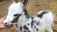 Bayi keledai yang super imut ini membuat ketertarikan manusia untuk bermain dengan mereka. 