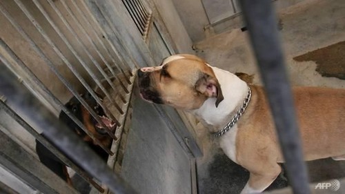 File photo of a Staffordshire terrier. (Photo: AFP/Thomas Coex)
Read more at https://www.channelnewsasia.com/news/world/dog-kills-mother-and-son-in-germany-10103956