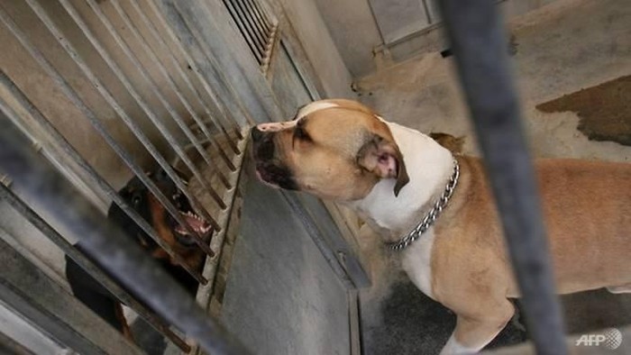 Tindakan Tegas: Pemkot Jaksel Karantina Anjing Penyerang yang Mencederai Bocah