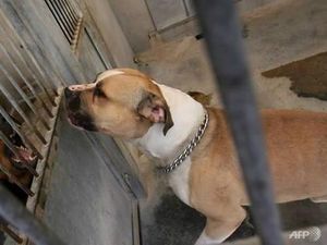 Viral Daging Anjing Dijual di Pasar Senen, Ini Langkah Pemprov DKI