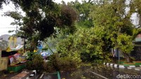 Tercatat 13 titik pohon tumbang di sejumlah jalan di Kota Sukabumi di antaranya di Jalan  Bhayangkara, Suryakencana, Jalan Samsudin, dan Jalan Rumah Sakit. Akibatnya arus lalu lintas dialihkan. Petugas hingga kini masih mengevakuasi pohon yang menghalangi jalan itu/Foto: Syahdan Alamsyah