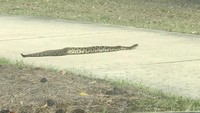 Seekor ular derik paling mematikan berjenis diamondback tertangkap kamera di Florida, Amerika Serikat. Ular tersebut tampak sedang meliuk-liuk di sebuah jalanan untuk mobil golf. Ular itu tertangkap kamera milik Derek Tyson di Ponte Vedra. Ular itu ditemukan di dekat fasilitas milik organisasi yang membantu para veteran militer dalam memperoleh anjing piaraan.  (Foto: Dok. Derek Tyson via Fox News)