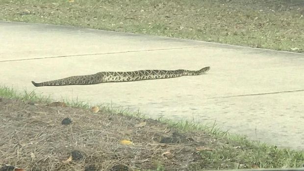 Ular Derik Paling Mematikan Terlihat Meliuk-liuk di Florida