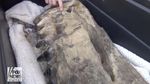 Foto: 3 Bocah Temukan Tulang Rahang Mastodon Umur 100 Ribu Tahun