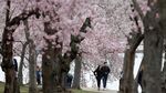 Indahnya Saat Bunga Sakura Bermekaran di Washington